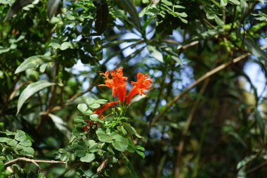 Tecoma capensis, Ekim ayında portakal kırmızısı çiçeklerle çiçek açar. Tecomaria capensis, Bignoniaceae familyasından bir bitki türü. Costa Calma, Fuerteventura, İspanya. 