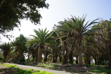 Phoenix canariensis palms grow along the pedestrian path in the picturesque Palm forest Costa Calma or El Palmeral. Phoenix canariensis, the Canary Island date palm or pineapple palm, is a species of flowering plant in the palm family Arecaceae.   clipart