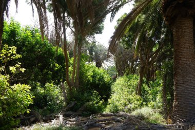 Phoenix kanarya palmiye ağaçları Ekim ayında güzel Palmiye Ormanı Costa Calma veya El Palmeral 'de yetişir. Phoenix kanaryası, palmiye palmiyesi veya ananas palmiyesi palmiyesi, palmiye familyasından bir bitki türüdür. Costa Calma