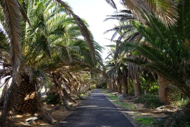 Phoenix kanarya palmiyeleri, Costa Calma ya da El Palmeral 'in pitoresk Palm Ormanı' ndaki yaya yolu boyunca büyürler. Phoenix kanaryası (Kanarya Adası hurma palmiyesi veya ananas palmiyesi), palmiye familyasından bir bitki türü.. 