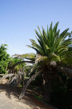 Phoenix kanarya palmiye ağaçları Ekim ayında güzel Palmiye Ormanı Costa Calma veya El Palmeral 'de yetişir. Phoenix kanaryası, palmiye palmiyesi veya ananas palmiyesi palmiyesi, palmiye familyasından bir bitki türüdür. Costa Calma
