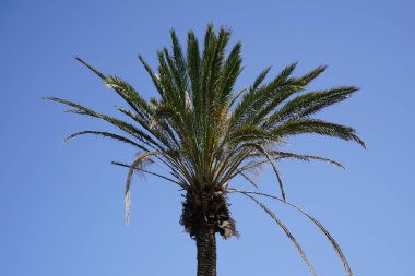 Phoenix Dactylifera ekim ayında yetişir. Anka Dactylifera, palmiye palmiyesi veya hurma palmiyesi, palmiye familyasından bir bitki türü. Costa Calma, Fuerteventura, Las Palmas, İspanya. 