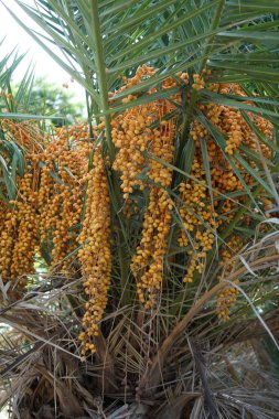 Phoenix kanarya palmiye ağaçları Ekim ayında güzel Palmiye Ormanı Costa Calma veya El Palmeral 'de yetişir. Phoenix kanaryası, palmiye palmiyesi veya ananas palmiyesi palmiyesi, palmiye familyasından bir bitki türüdür. Costa Calma