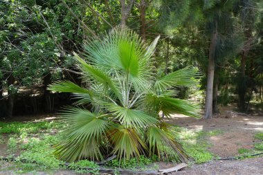 Washingtonia robusta palmiyesi ekim ayında büyüyor. Washingtonia robusta, Meksika fan palmiyesi, Meksika Washingtonia veya skyduster palmiyesidir. Costa Calma, Fuerteventura, Kanarya Adaları, İspanya. 