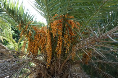 Phoenix kanarya palmiye ağaçları Ekim ayında güzel Palmiye Ormanı Costa Calma veya El Palmeral 'de yetişir. Phoenix kanaryası, palmiye palmiyesi veya ananas palmiyesi palmiyesi, palmiye familyasından bir bitki türüdür. Costa Calma
