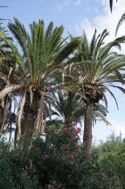 Neryum zakkum, Ekim ayında Phoenix Dactylifera palmiyesinin arka planında çiçek açar. Neryum zakkum ya da zakkum, dünya çapında ılıman ve subtropikal alanlarda bir süs bitkisi olarak yetiştirilmiş bir çalılıktır. Costa Calma