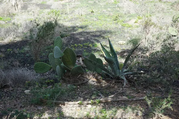 stock image Opuntia ficus-indica and Agave asperrima grow in October. Opuntia ficus-indica, the Indian fig opuntia, fig opuntia, or prickly pear is a species of cactus that has long been a domesticated crop plant. Costa Calma, Fuerteventura, Las Palmas, Spain.