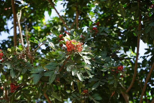 stock image Schinus terebinthifolia grow in October. Schinus terebinthifolia, Brazilian peppertree, aroeira, rose pepper, broadleaved pepper tree, wilelaiki, is a species of flowering plant in the cashew family. Costa Calma, Fuerteventura, Canary Islands, Spain.