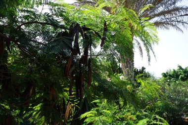 Ekim ayında çiçek ve meyveli lökosephala büyür. Leucaena löcocephala, jumbay, inci gerdanlık, beyaz kurşun ağacı, nehir demirhindi, ipil-ipil, tan-tan, küçük hızlı büyüyen bir mimozoid ağacıdır. Costa Calma, Fuerteventura, Kanarya Adaları, İspanya 