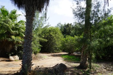 Ekim ayında güzel bir bitki örtüsü olan Palm Forest Costa Calma ya da El Palmeral manzarası. Costa Calma İspanya 'nın Fuerteventura adasında bulunan bir tatil beldesidir.. 