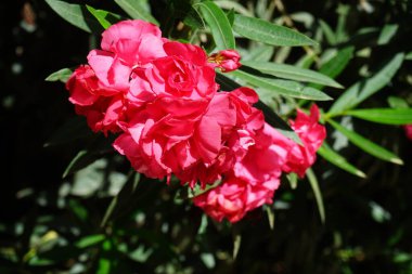 Neryum zakkum ekim ayında çiçek açar. Neryum zakkum ya da zakkum, dünya çapında ılıman ve subtropikal alanlarda bir süs bitkisi olarak yetiştirilmiş bir çalılıktır. Costa Calma, Fuerteventura, Kanarya Adaları, İspanya.