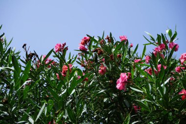 Neryum zakkum ekim ayında çiçek açar. Neryum zakkum ya da zakkum, dünya çapında ılıman ve subtropikal alanlarda bir süs bitkisi olarak yetiştirilmiş bir çalılıktır. Costa Calma, Fuerteventura, Kanarya Adaları, İspanya.