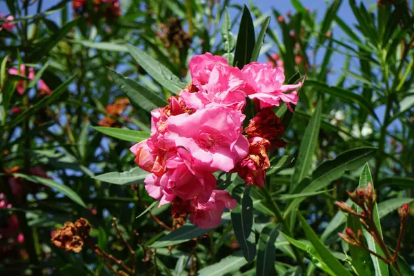 stock image Nerium oleander blooms in October. Nerium oleander, oleander or nerium, is a shrub or small tree cultivated worldwide in temperate and subtropical areas as an ornamental plant. Costa Calma, Fuerteventura, Canary Islands, Spain.