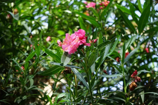 stock image Nerium oleander blooms in October. Nerium oleander, oleander or nerium, is a shrub or small tree cultivated worldwide in temperate and subtropical areas as an ornamental plant. Costa Calma, Fuerteventura, Canary Islands, Spain.