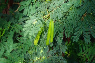Ekim ayında çiçek ve meyveli lökosephala büyür. Leucaena löcocephala, jumbay, inci gerdanlık, beyaz kurşun ağacı, nehir demirhindi, ipil-ipil, tan-tan, küçük hızlı büyüyen bir mimozoid ağacıdır. Costa Calma, Fuerteventura, Kanarya Adaları, İspanya 