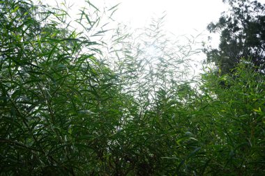 Acacia conusa ekim ayında yetişir. Acacia conusa, ayangile, küçük Filipinler akasyası, Formosa akasyası, Tayvan akasyası, Filipin Sazanı ve Formosan koası uzun ömürlü bir ağaçtır. Costa Calma, Fuerteventura, Kanarya Adaları, İspanya.