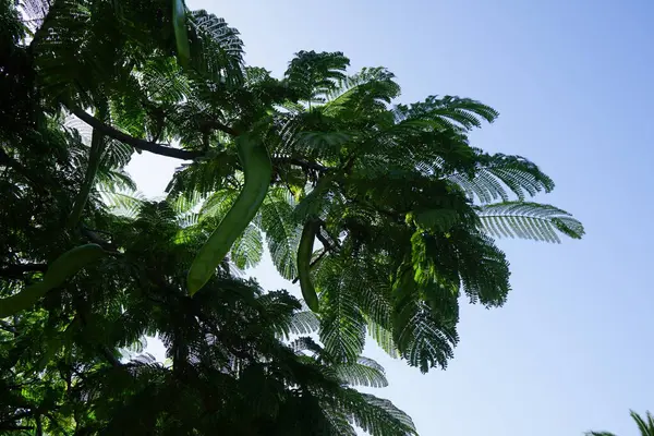 stock image Leucaena leucocephala with flowers and fruits grows in October. Leucaena leucocephala, jumbay, pearl wattle, white leadtree, river tamarind, ipil-ipil, tan-tan, is a small fast-growing mimosoid tree. Costa Calma, Fuerteventura, Canary Islands, Spain 