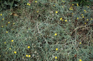 Çamaşır bahçeleri ekim ayında çiçek açarlar. Launaea arborescens, Asteraceae familyasından bir bitki türü. Costa Calma, Fuerteventura, Las Palmas, İspanya.