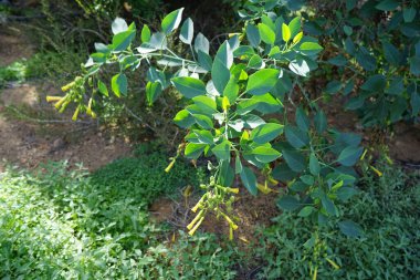Nicotiana glauca Ekim ayında çiçek açar. Nicotiana glauca (