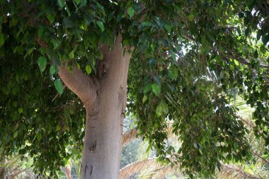 Ficus benjamina ve kırmızı meyve ekim ayında yetişir. Ağlayan incir, benjamin incir ya da incir ağacı (