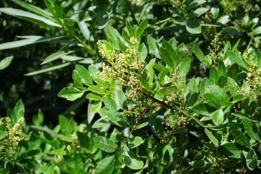 Schinus terebinthifolia ekim ayında büyür. Schinus terebinthifolia, Brezilya biberi, aroeira, gül biberi, geniş yapraklı biber ağacı, wilelaiki, kaju ağacında yetişen bir bitki türüdür. Costa Calma, Fuerteventura, Kanarya Adaları, İspanya.