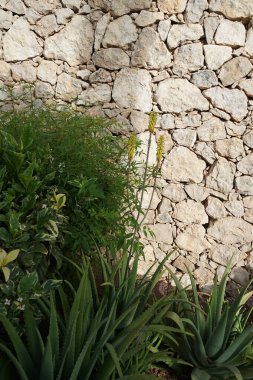 Aloe Vera, ekim ayında bahçede sarı çiçeklerle çiçek açar. Aloe vera, Aloe cinsinin sulu bir bitki türüdür. Costa Calma, Fuerteventura, İspanya.