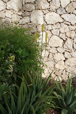Aloe Vera, ekim ayında bahçede sarı çiçeklerle çiçek açar. Aloe vera, Aloe cinsinin sulu bir bitki türüdür. Costa Calma, Fuerteventura, İspanya.