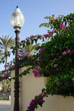 Bougainvillea glabra, Ekim ayında bir sokak lambasının yanında mor çiçeklerle çiçek açar. Bougainvillea glabra, kartonpiyergiller (Bougainvillea) familyasından bir glabra türü. Costa Calma, Fuerteventura