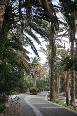 Resimli Palm Forest Costa Calma ya da El Palmeral 'daki Ekim ayındaki güzel bitki örtüsü olan yaya yolunun manzarası. Costa Calma, Fuerteventura, Las Palmas, İspanya. 