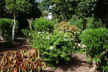 Plumbago auriculata ekim ayında açık mavi çiçeklerle çiçek açar. Plumbago auriculata, Plumbaginaceae familyasından bir bitki türüdür. Costa Calma, Fuerteventura, Kanarya Adaları, İspanya.