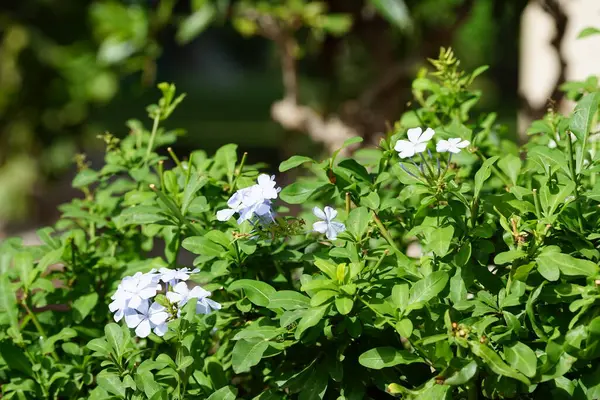 stock image Plumbago auriculata blooms with light blue flowers in October. Plumbago auriculata, the Cape leadwort, blue plumbago or Cape plumbago, is a species of flowering plant in the family Plumbaginaceae. Costa Calma, Fuerteventura, Canary Islands, Spain.