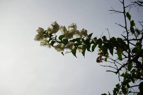 stock image Bougainvillea x buttiana blooms with white flowers in October. Bougainvillea x buttiana is a flowering plant, a garden hybrid of Bougainvillea glabra and Bougainvillea peruviana. Costa Calma, Fuerteventura, Canary Islands, Spain. 