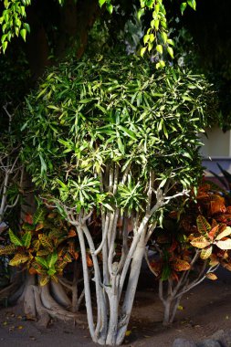 Dracaena refleksi Kasım 'da büyür. Dracaena reflexa, Hindistan 'ın veya Jamaika' nın şarkısı, Asparagaceae familyasından bir ağaçtır. Costa Calma, Fuerteventura, Kanarya Adaları, İspanya.