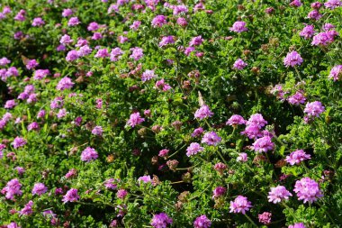 Kelebek Vanessa Cardui ekim ayında Pelargonium Capatum çiçeklerinin üzerinde uçar. Vanessa Cardui, Cynthia Cardui, boyalı bayan, tüm kelebek türlerinin en yaygın olanıdır. Costa Calma, Fuerteventura, Kanarya Adaları, İspanya.