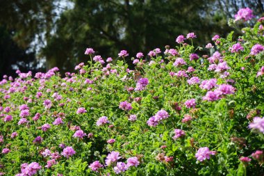 Kelebek Vanessa Cardui ekim ayında Pelargonium Capatum çiçeklerinin üzerinde uçar. Vanessa Cardui, Cynthia Cardui, boyalı bayan, tüm kelebek türlerinin en yaygın olanıdır. Costa Calma, Fuerteventura, Kanarya Adaları, İspanya.