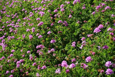 Kelebek Vanessa Cardui ekim ayında Pelargonium Capatum çiçeklerinin üzerinde uçar. Vanessa Cardui, Cynthia Cardui, boyalı bayan, tüm kelebek türlerinin en yaygın olanıdır. Costa Calma, Fuerteventura, Kanarya Adaları, İspanya.