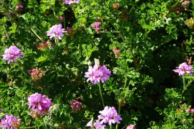 Kelebek Vanessa Cardui ekim ayında Pelargonium Capatum çiçeklerinin üzerinde uçar. Vanessa Cardui, Cynthia Cardui, boyalı bayan, tüm kelebek türlerinin en yaygın olanıdır. Costa Calma, Fuerteventura, Kanarya Adaları, İspanya.