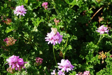 Kelebek Vanessa Cardui ekim ayında Pelargonium Capatum çiçeklerinin üzerinde uçar. Vanessa Cardui, Cynthia Cardui, boyalı bayan, tüm kelebek türlerinin en yaygın olanıdır. Costa Calma, Fuerteventura, Kanarya Adaları, İspanya.