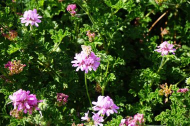 Kelebek Vanessa Cardui ekim ayında Pelargonium Capatum çiçeklerinin üzerinde uçar. Vanessa Cardui, Cynthia Cardui, boyalı bayan, tüm kelebek türlerinin en yaygın olanıdır. Costa Calma, Fuerteventura, Kanarya Adaları, İspanya.