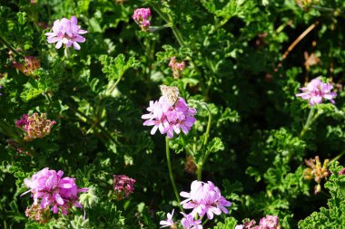 Kelebek Vanessa Cardui ekim ayında Pelargonium Capatum çiçeklerinin üzerinde uçar. Vanessa Cardui, Cynthia Cardui, boyalı bayan, tüm kelebek türlerinin en yaygın olanıdır. Costa Calma, Fuerteventura, Kanarya Adaları, İspanya.