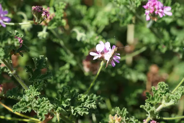 Kelebek Vanessa Cardui ekim ayında Pelargonium Capatum çiçeklerinin üzerinde uçar. Vanessa Cardui, Cynthia Cardui, boyalı bayan, tüm kelebek türlerinin en yaygın olanıdır. Costa Calma, Fuerteventura, Kanarya Adaları, İspanya.