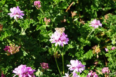 Kelebek Vanessa Cardui ekim ayında Pelargonium Capatum çiçeklerinin üzerinde uçar. Vanessa Cardui, Cynthia Cardui, boyalı bayan, tüm kelebek türlerinin en yaygın olanıdır. Costa Calma, Fuerteventura, Kanarya Adaları, İspanya.