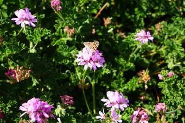 Kelebek Vanessa Cardui ekim ayında Pelargonium Capatum çiçeklerinin üzerinde uçar. Vanessa Cardui, Cynthia Cardui, boyalı bayan, tüm kelebek türlerinin en yaygın olanıdır. Costa Calma, Fuerteventura, Kanarya Adaları, İspanya.