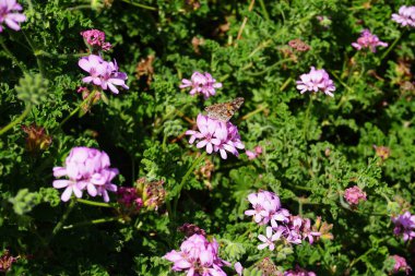 Kelebek Vanessa Cardui ekim ayında Pelargonium Capatum çiçeklerinin üzerinde uçar. Vanessa Cardui, Cynthia Cardui, boyalı bayan, tüm kelebek türlerinin en yaygın olanıdır. Costa Calma, Fuerteventura, Kanarya Adaları, İspanya.