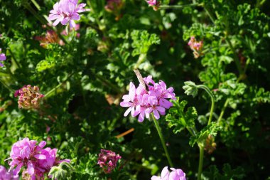 Kelebek Vanessa Cardui ekim ayında Pelargonium Capatum çiçeklerinin üzerinde uçar. Vanessa Cardui, Cynthia Cardui, boyalı bayan, tüm kelebek türlerinin en yaygın olanıdır. Costa Calma, Fuerteventura, Kanarya Adaları, İspanya.