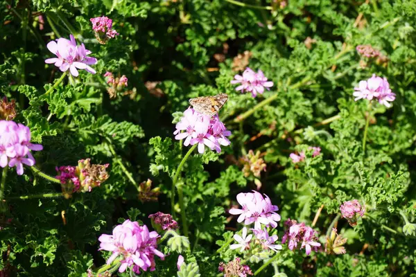 Kelebek Vanessa Cardui ekim ayında Pelargonium Capatum çiçeklerinin üzerinde uçar. Vanessa Cardui, Cynthia Cardui, boyalı bayan, tüm kelebek türlerinin en yaygın olanıdır. Costa Calma, Fuerteventura, Kanarya Adaları, İspanya.