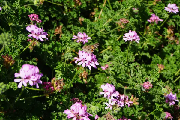 stock image The butterfly Vanessa cardui flies over Pelargonium capitatum flowers in October. Vanessa cardui, Cynthia cardui, painted lady, is the most widespread of all butterfly species. Costa Calma, Fuerteventura, Canary Islands, Spain.