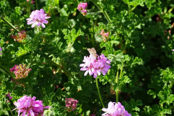 stock image The butterfly Vanessa cardui flies over Pelargonium capitatum flowers in October. Vanessa cardui, Cynthia cardui, painted lady, is the most widespread of all butterfly species. Costa Calma, Fuerteventura, Canary Islands, Spain.