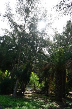 Ekim ayında güzel bir bitki örtüsü olan Palm Forest Costa Calma ya da El Palmeral manzarası. Costa Calma İspanya 'nın Fuerteventura adasında bulunan bir tatil beldesidir.. 