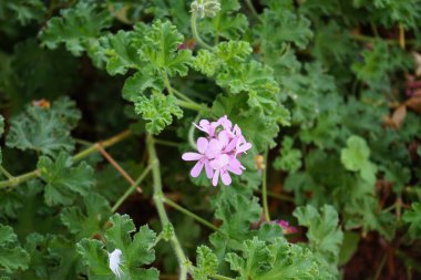Pelargonium Capatum Ekim ayında mor çiçeklerle çiçek açar. Pelargonium capitatum, Geraniaceae familyasındaki gül kokulu pelargonium türlerinden biridir. Costa Calma, Fuerteventura, Kanarya Adaları, İspanya.  